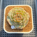 Echeveria 'Esmeralda' Jelly Type 2"-3" Succulent Plant Cutting