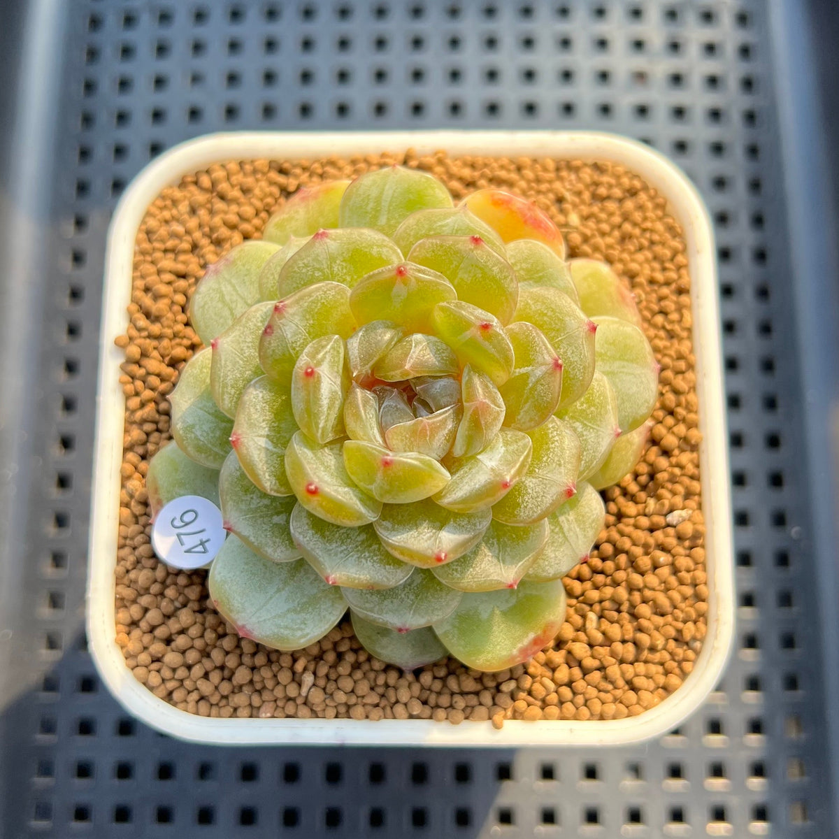 Echeveria 'Esmeralda' Jelly Type 2"-3" Succulent Plant Cutting