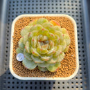 Echeveria 'Esmeralda' Jelly Type 2"-3" Succulent Plant Cutting