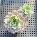 Echeveria sp. 3"-4" Succulent Plant