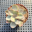 Echeveria 'Hanaikada' Mosaic Variegated 2" (100% Grown In House) Succulent Plant