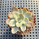 Echeveria 'Hanaikada' Mosaic Variegated 2" (100% Grown In House) Succulent Plant