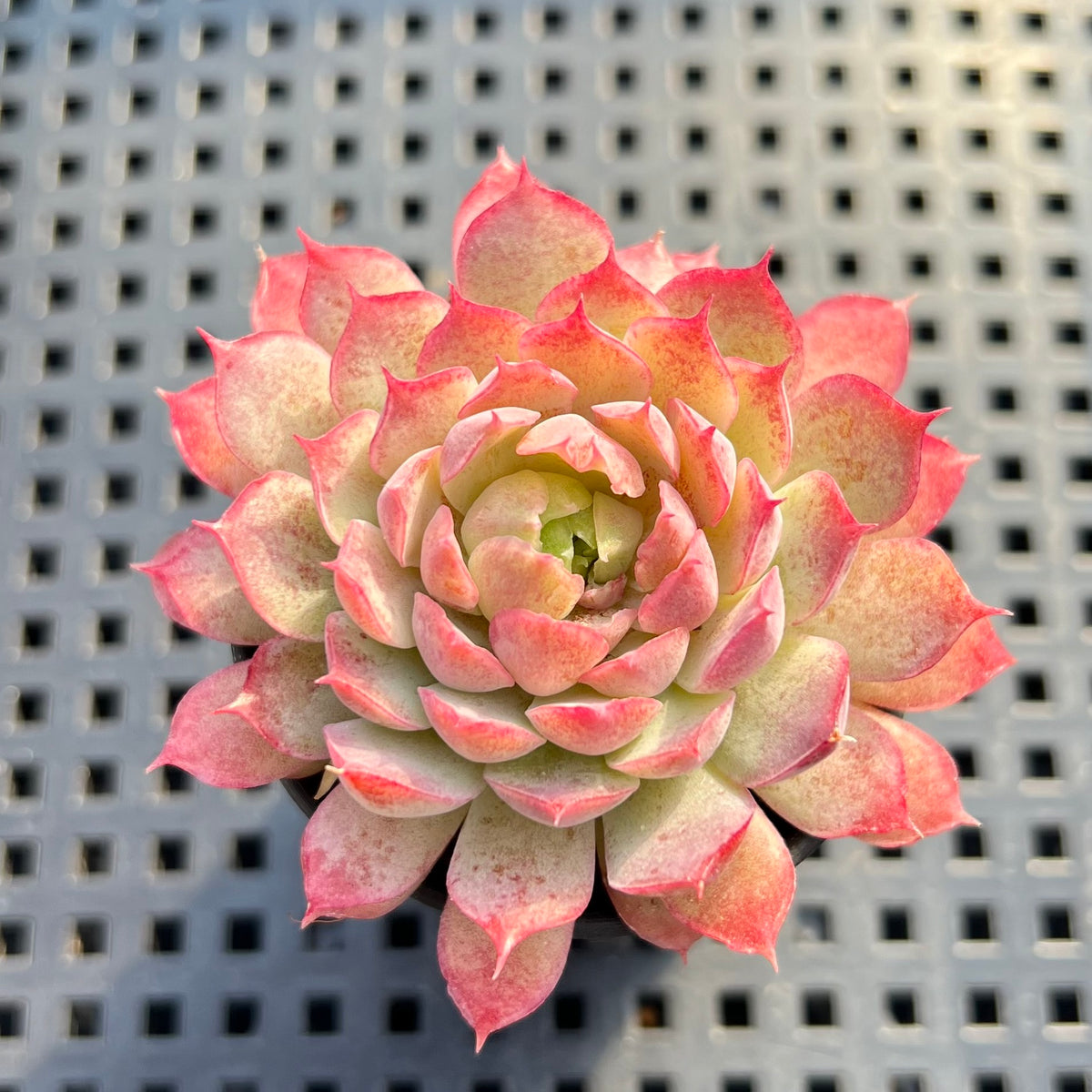Echeveria 'Charles Rose' 2" Succulent Plant