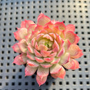 Echeveria 'Charles Rose' 2" Succulent Plant