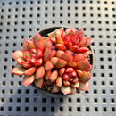 Echeveria sp. 2" Succulent Plant