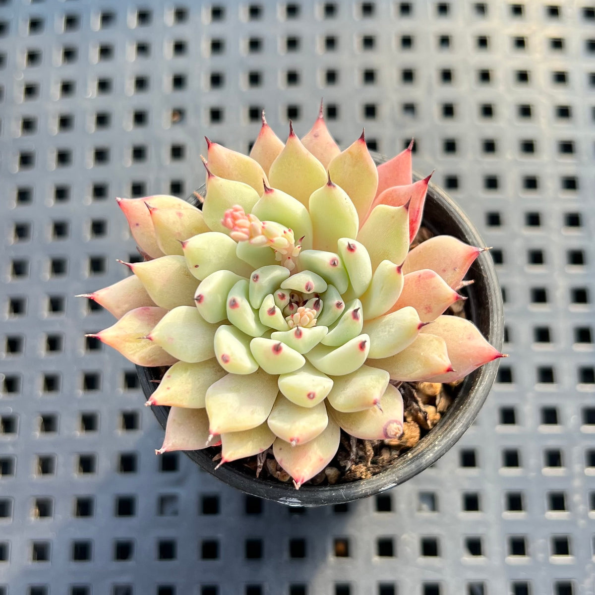 Echeveria Zaragoza 2" Succulent Plant