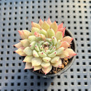Echeveria Zaragoza 2" Succulent Plant