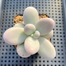 Graptopetalum 'Pink One' 2"-3" Succulent Plant
