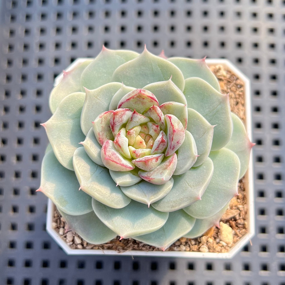 Echeveria 'Red Velvet' 2" Succulent Plant