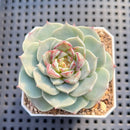 Echeveria 'Red Velvet' 2" Succulent Plant