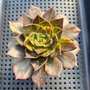 Echeveria 'Black Prince' Variegated 3"-4" Succulent Plant