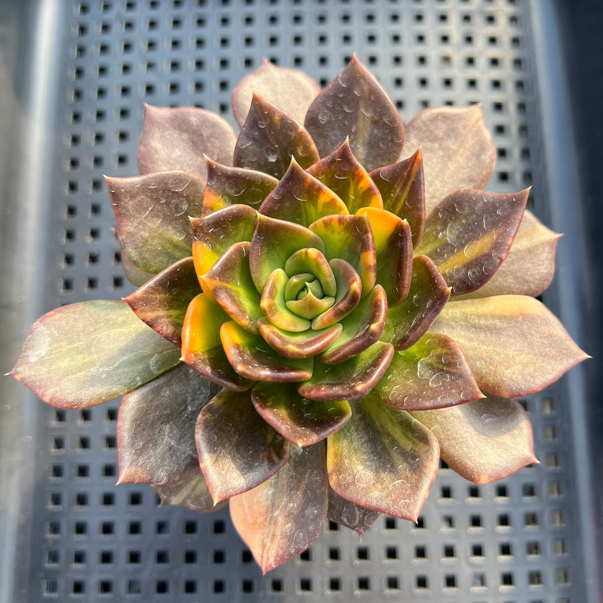 Echeveria 'Black Prince' Variegated 3"-4" Succulent Plant
