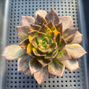Echeveria 'Black Prince' Variegated 3"-4" Succulent Plant