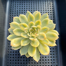 Echeveria Pulidonis Variegated 4" Succulent Plant