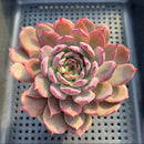 Echeveria 'Cherry Shadow' 4" Large Succulent Plant