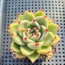 Echeveria Agavoides sp. 2"-3" Succulent Plant