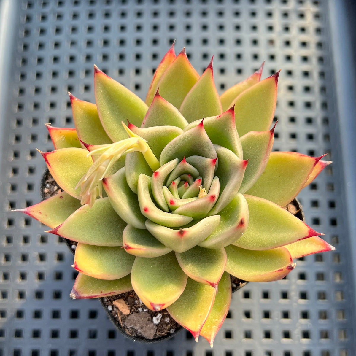 Echeveria Agavoides sp. 2"-3" Succulent Plant