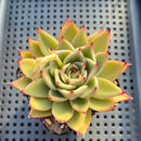 Echeveria Agavoides sp. 2"-3" Succulent Plant