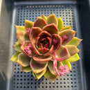 Echeveria 'Black Queen' Hybrid 4" Succulent Plant