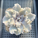 Echeveria Lilacina 'Crispate Beauty' 4" Succulent Plant