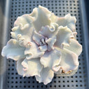 Echeveria Lilacina 'Crispate Beauty' 4" Succulent Plant