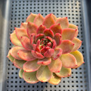 Echeveria 'Purple Elin' 3" Succulent Plant