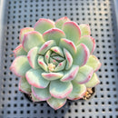 Echeveria 'Prada' 2"-3" Succulent Plant