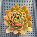Echeveria 'Spicy' 3" Succulent Plant