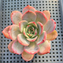 Echeveria 'Glam Pink' 2" Succulent Plant