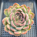 Echeveria sp. 3" Succulent Plant