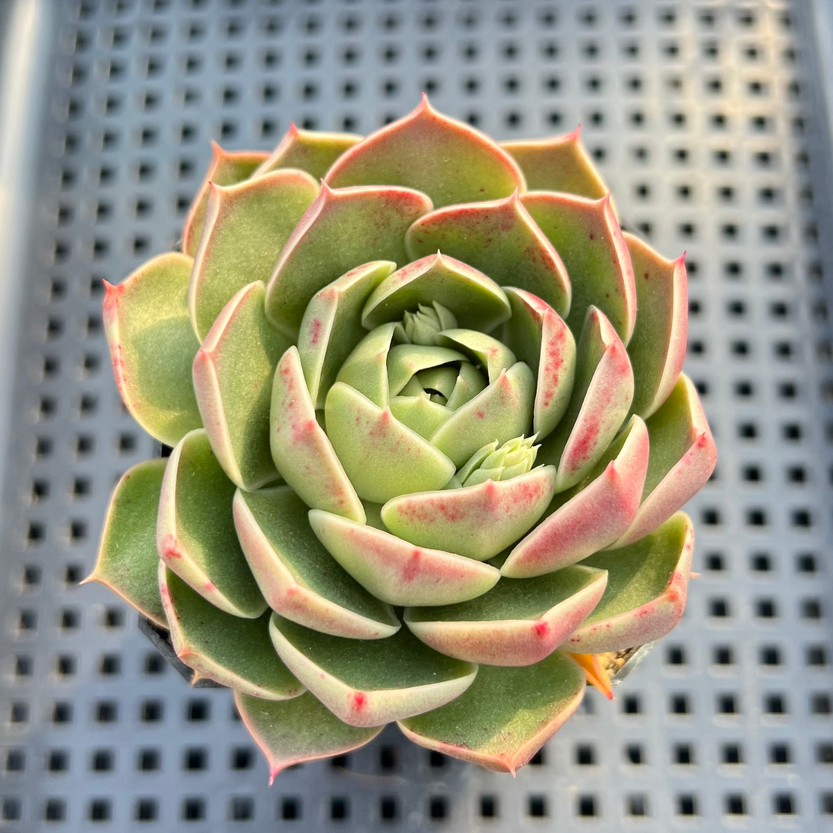 Echeveria sp. 3" Succulent Plant