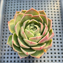 Echeveria sp. 3" Succulent Plant