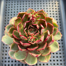 Echeveria sp. 3" Succulent Plant
