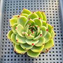 Echeveria 'Blue Dragon' 2" Succulent Plant