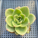 Echeveria 'Jupiter' 2" Succulent Plant