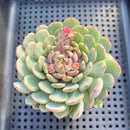Echeveria 'Geumjak' 3"-4" Succulent Plant