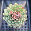 Echeveria 'Geumjak' 3"-4" Succulent Plant