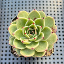 Echeveria 'Sarabony' 2"-3" Succulent Plant