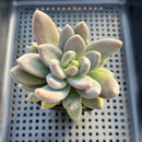Sedeveria 'Blue Mist' (Sedum craigii x Echeveria affinis) 3"-4" Succulent Plant