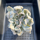 Echeveria 'Thriller Pearl' 4" Succulent Plant
