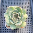 Echeveria 'Red Velvet' 2" Succulent Plant