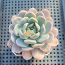 Echeveria 'Twin Berry' 2" Succulent Plant