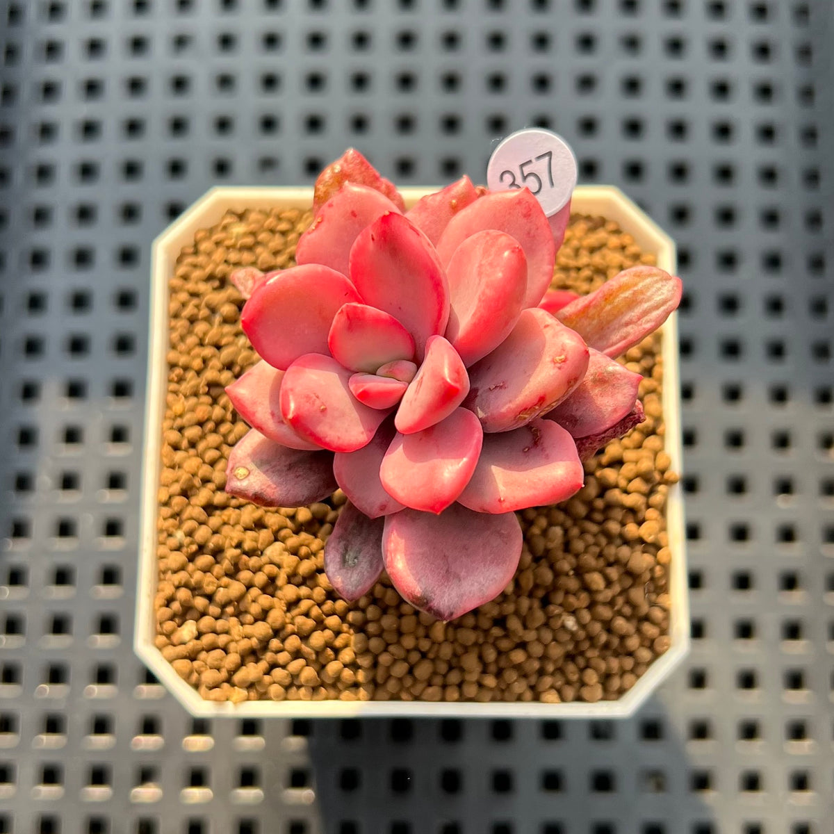Echeveria cv. Rezry Variegated 2" Succulent Plant Cutting