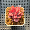 Echeveria cv. Rezry Variegated 2" Succulent Plant Cutting