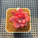 Echeveria cv. Rezry Variegated 2" Succulent Plant Cutting