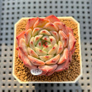 Echeveria 'Harvest' 2" Succulent Plant Cutting