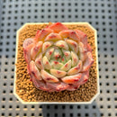 Echeveria 'Harvest' 2" Succulent Plant Cutting