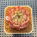 Echeveria 'Harvest' 2" Succulent Plant Cutting