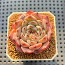 Echeveria 'Harvest' 2" Succulent Plant Cutting