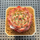 Echeveria 'Harvest' 2" Succulent Plant Cutting